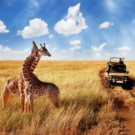 Safari în Masai Mara, Kenya: Întâlnirea cu Animalele Sălbatice în Inima Africii