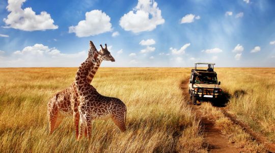 Safari în Masai Mara, Kenya: Întâlnirea cu Animalele Sălbatice în Inima Africii