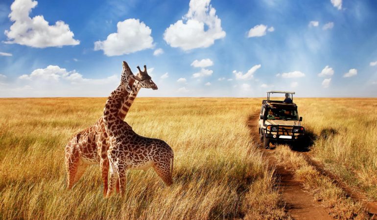 Safari în Masai Mara, Kenya: Întâlnirea cu Animalele Sălbatice în Inima Africii