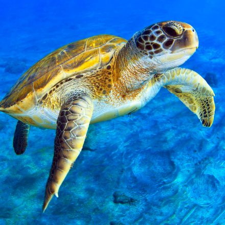 Descoperă Uimitorul Paradis Natural: Insulele Galapagos, Moștenirea lui Darwin