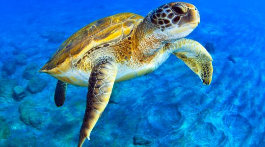 Descoperă Uimitorul Paradis Natural: Insulele Galapagos, Moștenirea lui Darwin