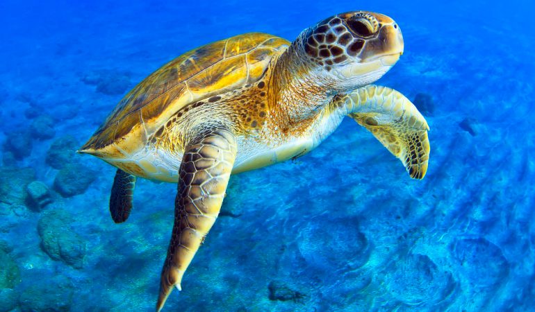 Descoperă Uimitorul Paradis Natural: Insulele Galapagos, Moștenirea lui Darwin