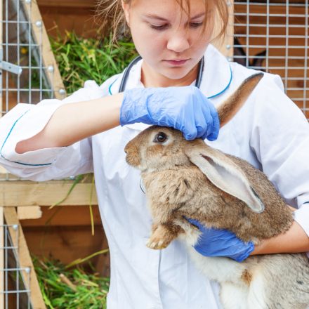 Cum să îngrijești animalele cu nevoi speciale