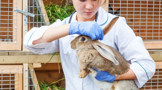 Cum să îngrijești animalele cu nevoi speciale