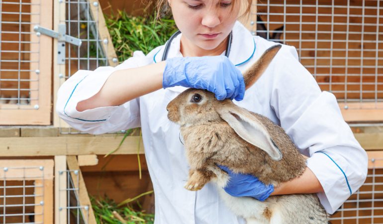 Cum să îngrijești animalele cu nevoi speciale