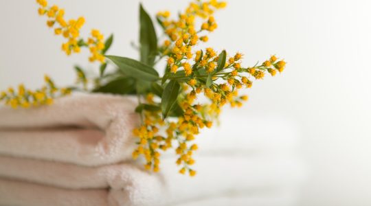 Florile de salcâm: beneficii pentru digestie și relaxare