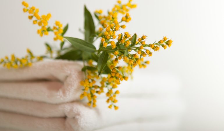 Florile de salcâm: beneficii pentru digestie și relaxare