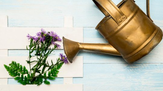 5 plante care nu necesită multă apă și sunt perfecte pentru grădinile uscate 5 plante care nu necesită multă apă și sunt perfecte pentru grădinile uscate