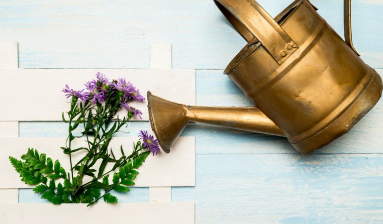 5 plante care nu necesită multă apă și sunt perfecte pentru grădinile uscate