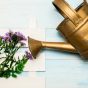 5 plante care nu necesită multă apă și sunt perfecte pentru grădinile uscate