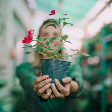 Ce plante poți crește pe balcon, chiar dacă nu ai experiență