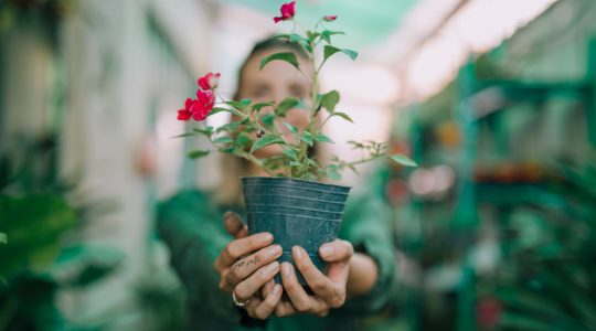 Ce plante poți crește pe balcon, chiar dacă nu ai experiență