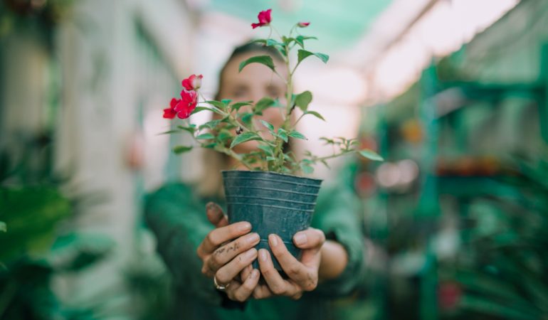 Ce plante poți crește pe balcon, chiar dacă nu ai experiență